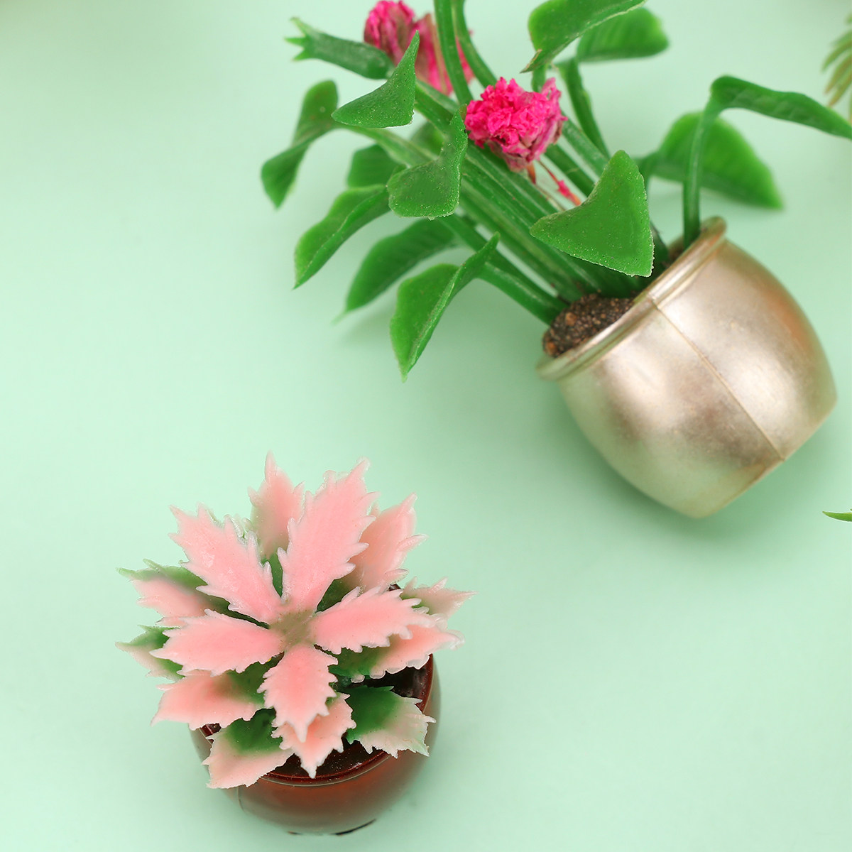 10 pièces de mini bonsaïs colo - Bonsai Garden Europe avis et prix