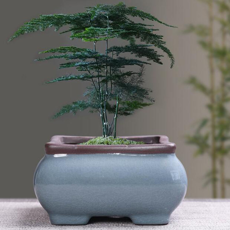 Pot de fleur en céramique rétr - Bonsai Garden Kit avis et prix