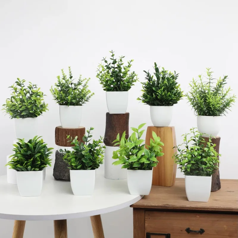 Mini plantes d'eucalyptus arti - Bonsai Garden Kit avis et prix