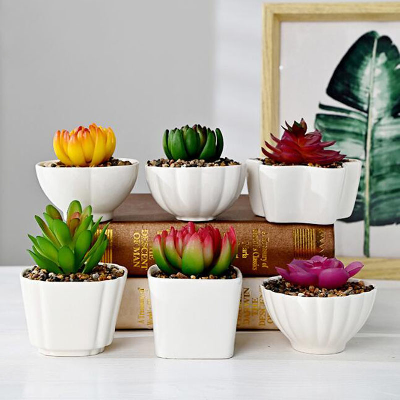 Pot de plantes succulentes en  - Bonsai Garden Europe avis et prix