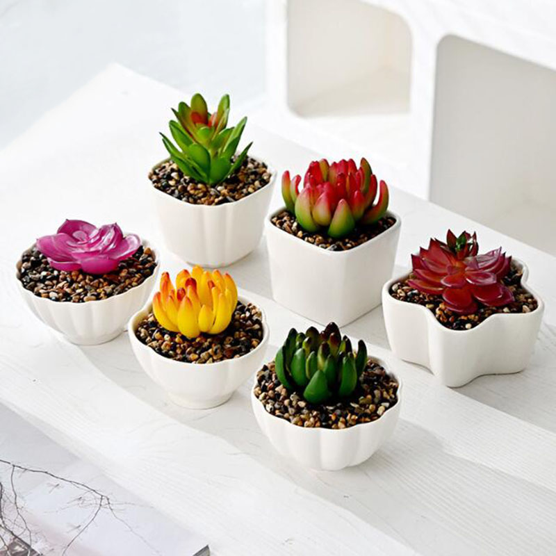 Pot de plantes succulentes en  - Bonsai Garden Europe avis et prix