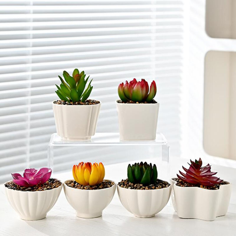 Pot de plantes succulentes en  - Bonsai Garden Europe avis et prix