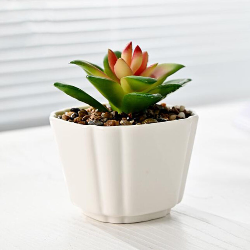 Pot de plantes succulentes en  - Bonsai Garden Europe avis et prix