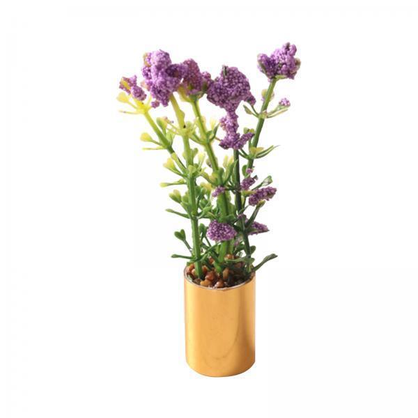 Ornement de plante miniature e - Bonsai Garden Europe avis et prix