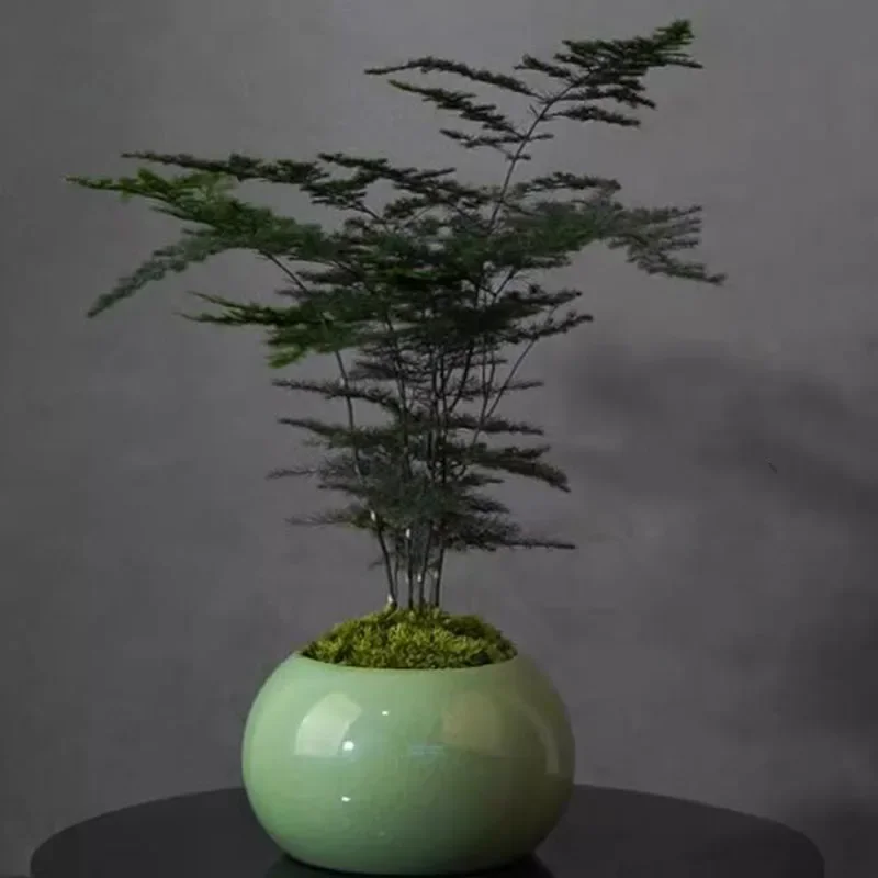 Pot de fleurs en céramique sty - Bonsai Garden Europe avis et prix