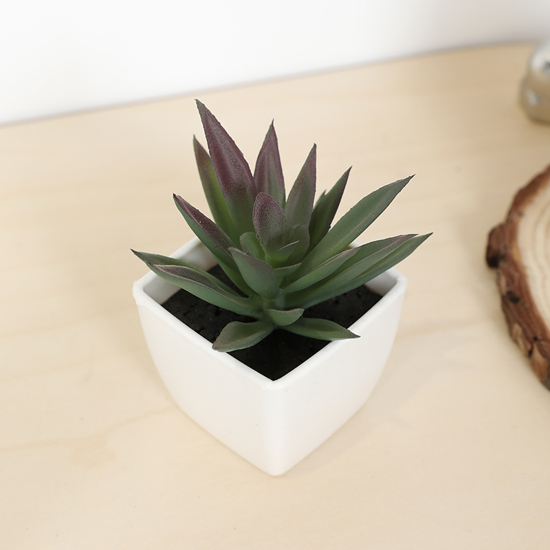 Mini tasse de fée succulente a - Bonsai Garden Kit avis et prix