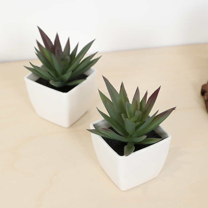 Mini tasse de fée succulente a - Bonsai Garden Kit avis et prix