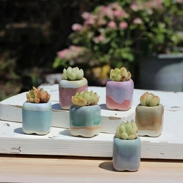 6 pièces Mini pot de fleurs su - Bonsai Garden Kit avis et prix